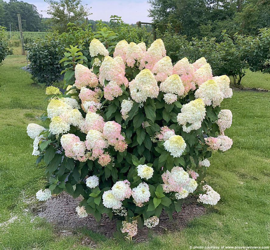 hydrangea paniculata Quick Fire Fab PW 2 edit.jpg