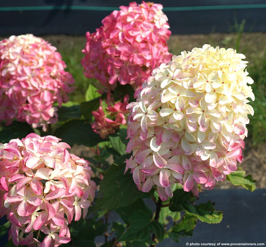 hydrangea paniculata Quick Fire Fab PW 3.jpg