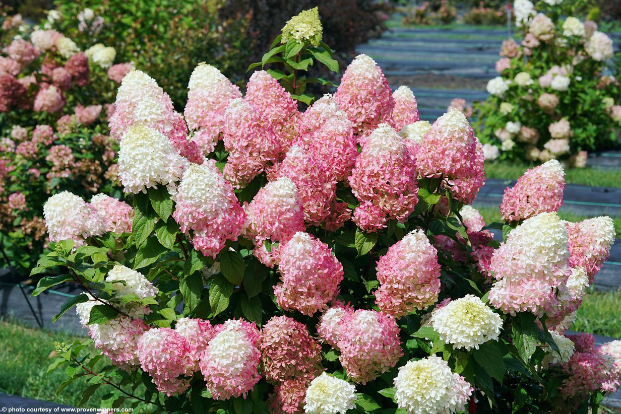 hydrangea paniculata Quick Fire Fab PW 4.jpg