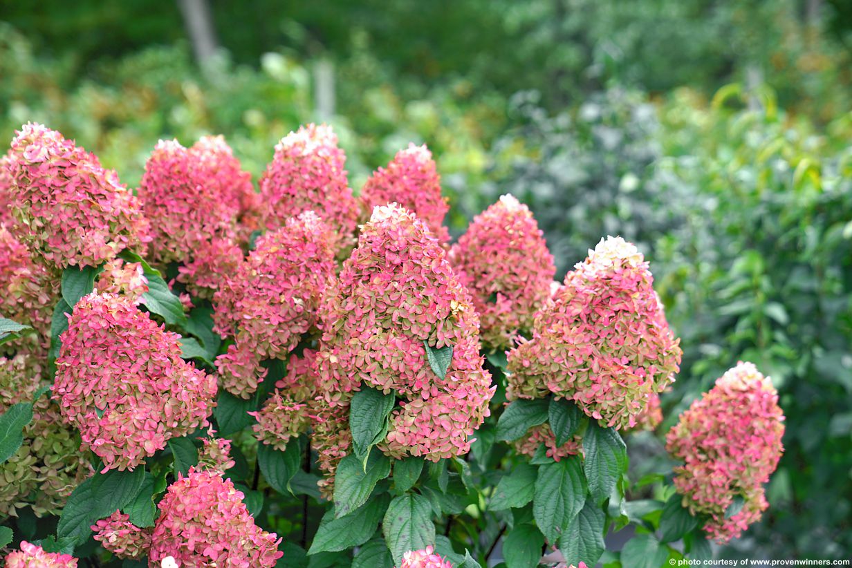 hydrangea paniculata Quick Fire Fab PW 5.jpg