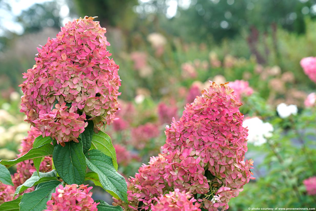 hydrangea paniculata Quick Fire Fab PW 6.jpg