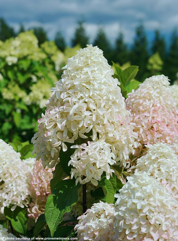 hydrangea paniculata Quick Fire Fab PW 7.jpg