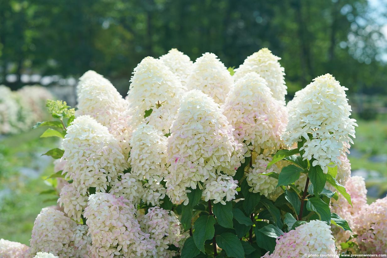 hydrangea paniculata Quick Fire Fab PW 8.jpg