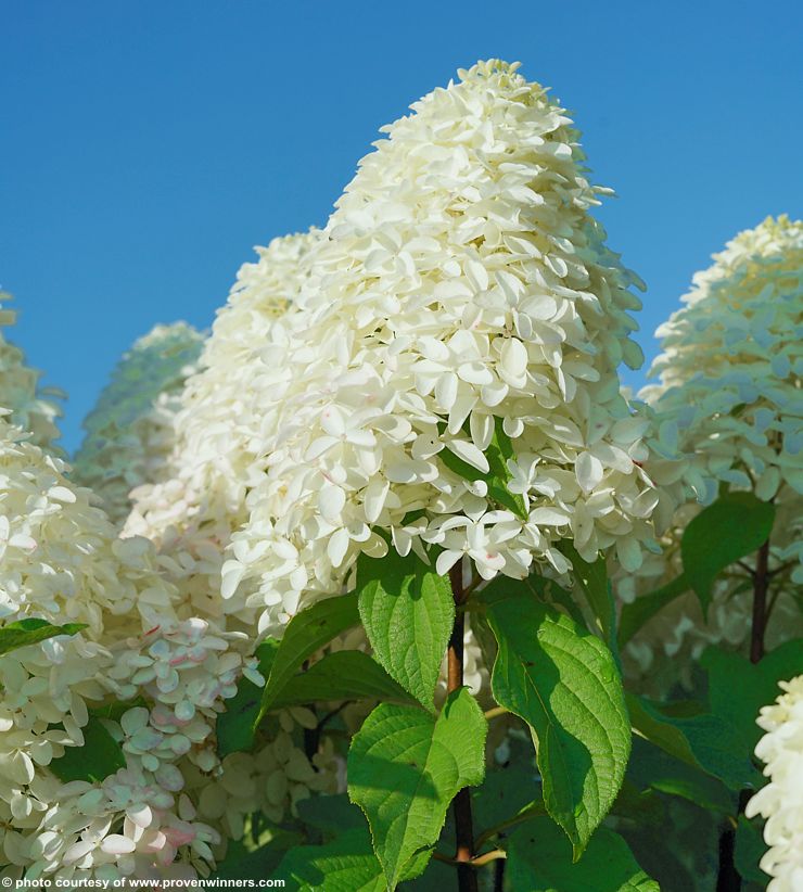 hydrangea paniculata Quick Fire Fab PW 9.jpg