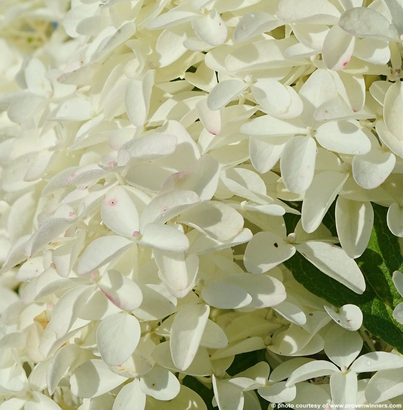 hydrangea paniculata Quick Fire Fab PW 9 detail.jpg