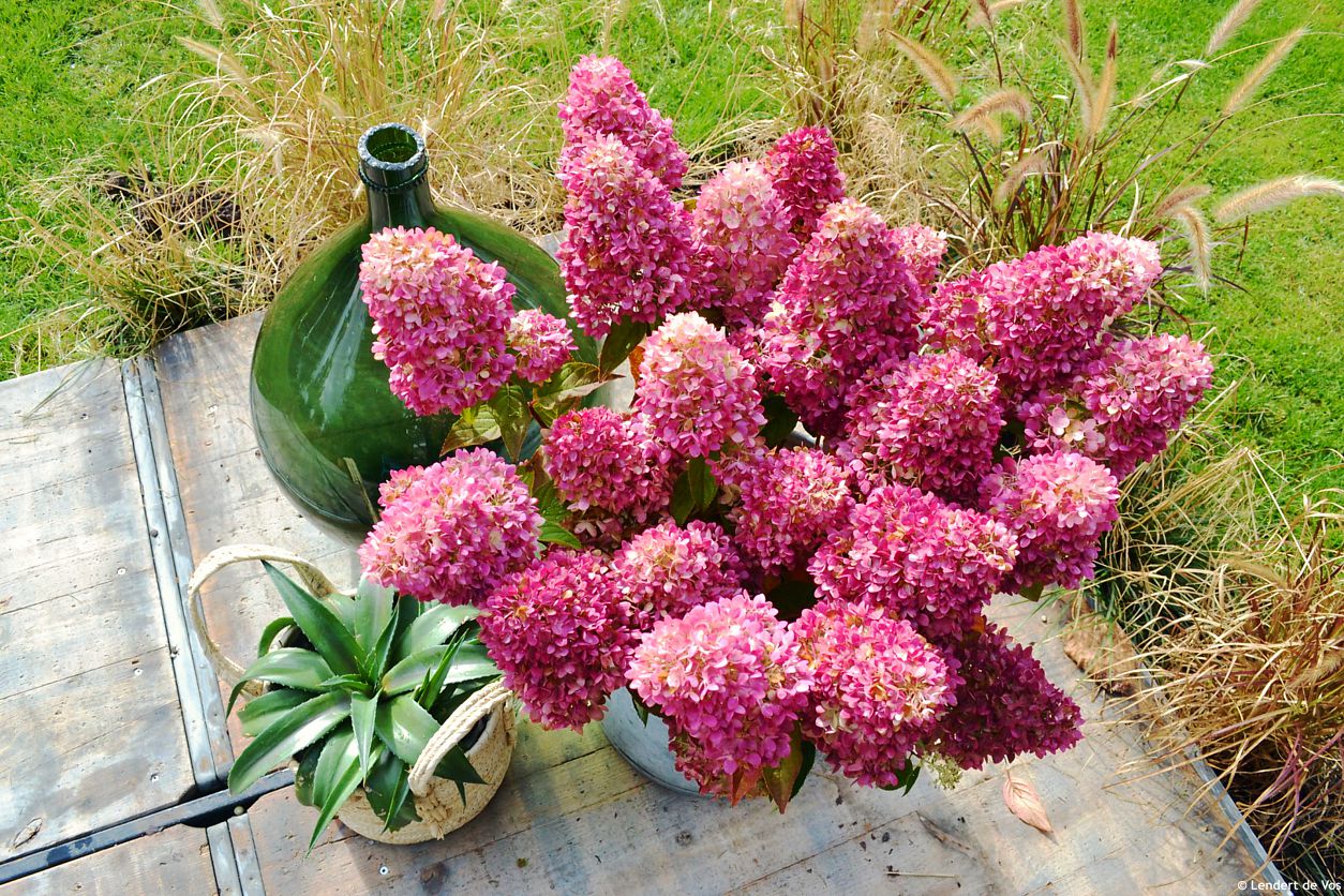 hydrangea paniculata Redlight