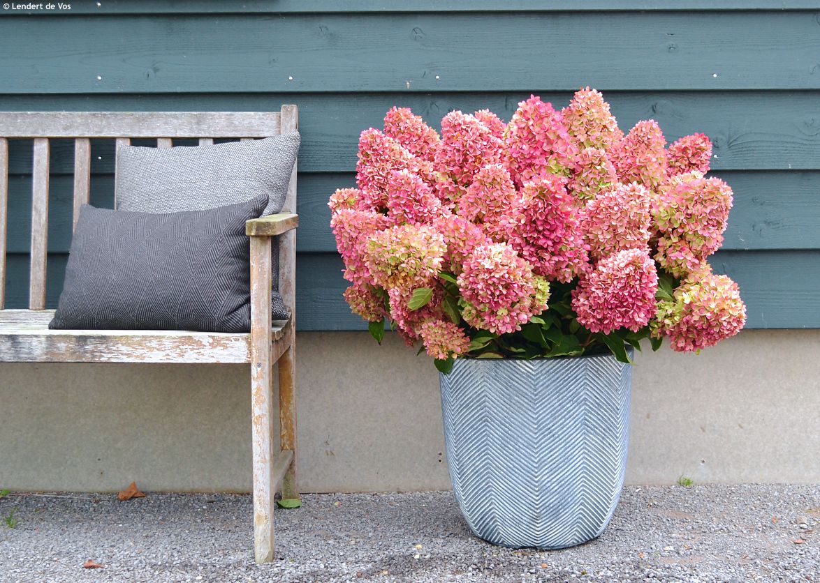hydrangea paniculata Redlight