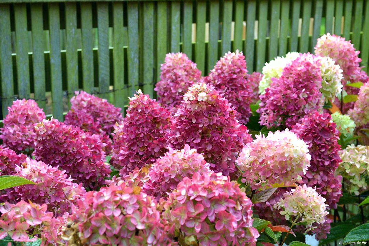 hydrangea paniculata Redlight