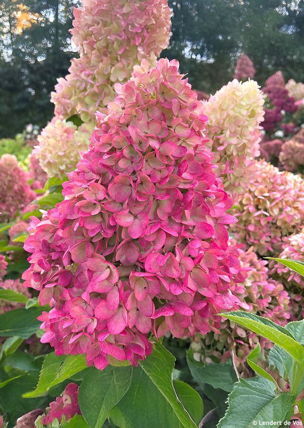 hydrangea paniculata Redlight