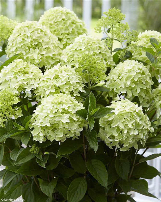 hydrangea paniculata Whitelight