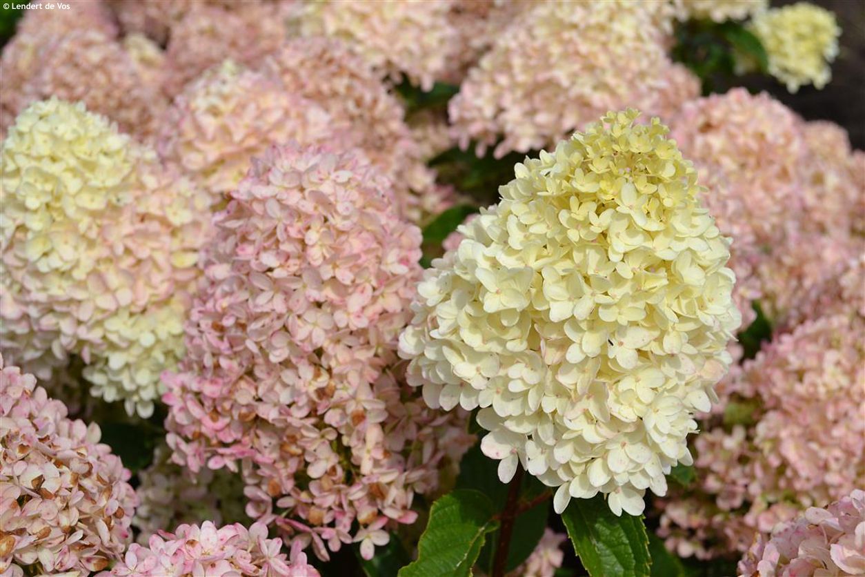hydrangea paniculata Whitelight