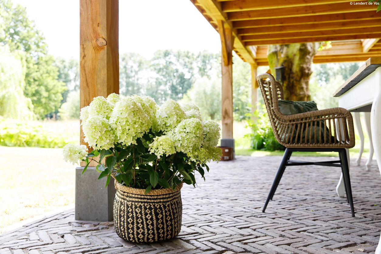 hydrangea paniculata Whitelight