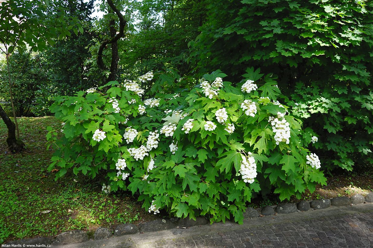 hydrangea quercifolia