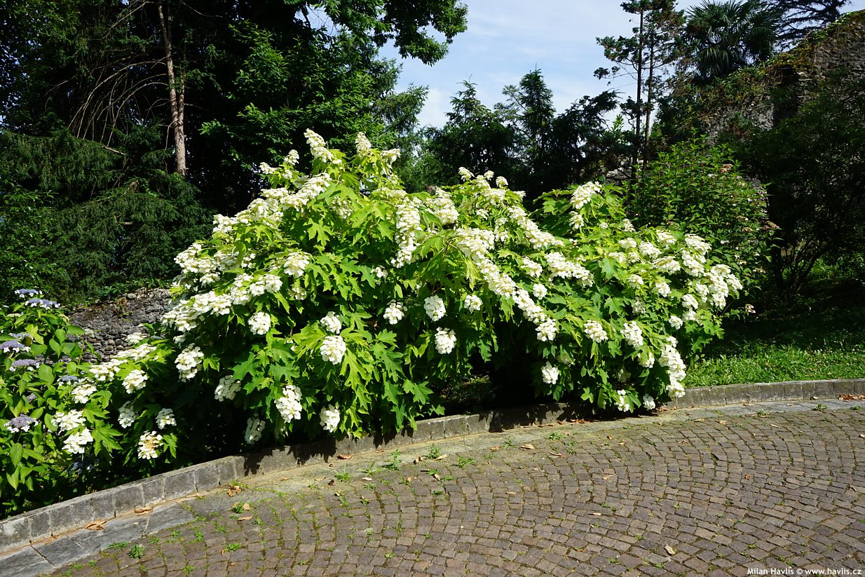 hydrangea quercifolia