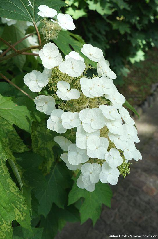 hydrangea quercifolia