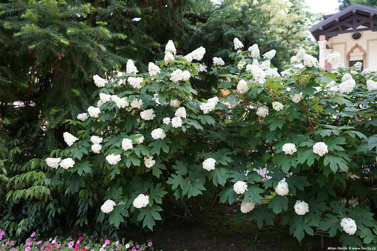 hydrangea quercifolia Snow Queen