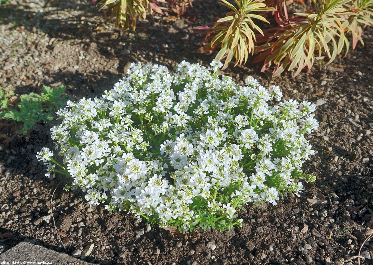 iberis sempervirens Snow Cone