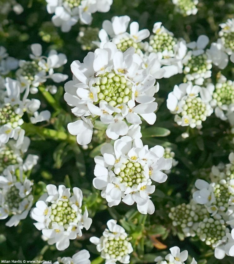 iberis sempervirens Snow Cone