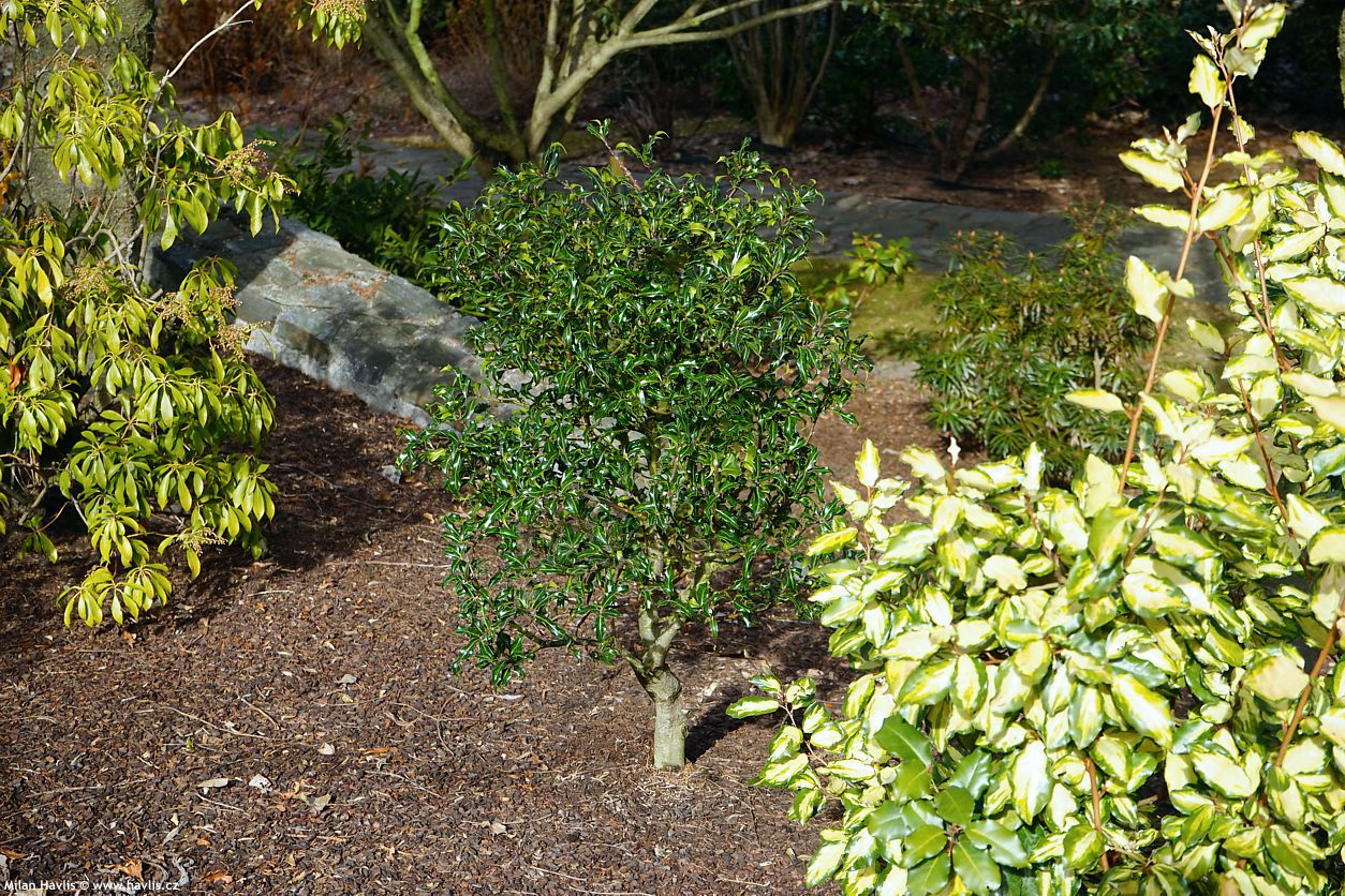 ilex aquifolium Lichtenthalii