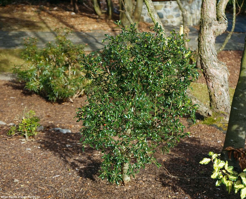 ilex aquifolium Lichtenthalii