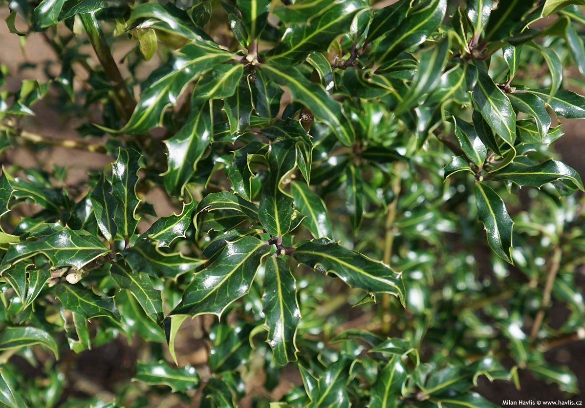 ilex aquifolium Lichtenthalii