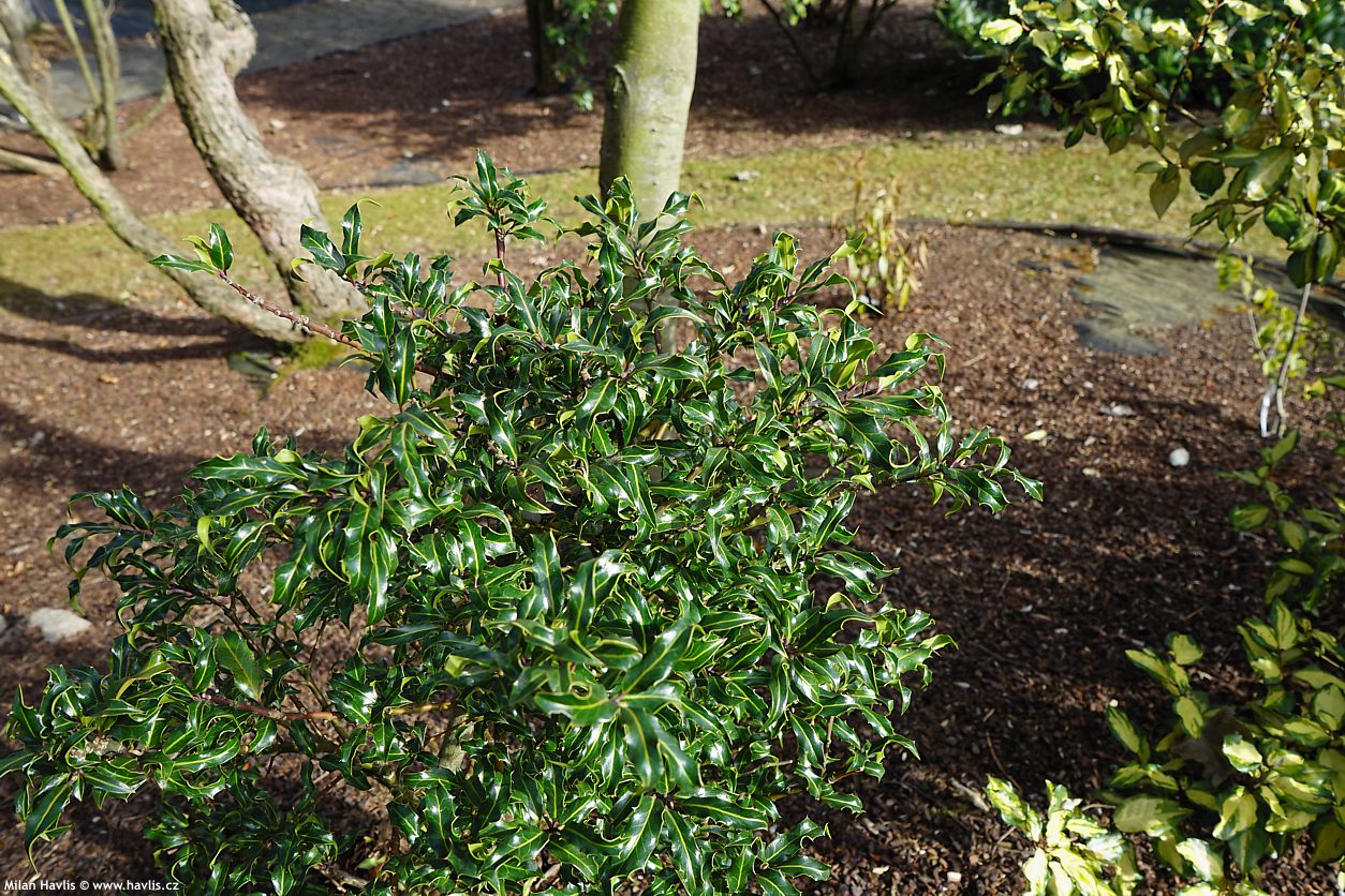 ilex aquifolium Lichtenthalii
