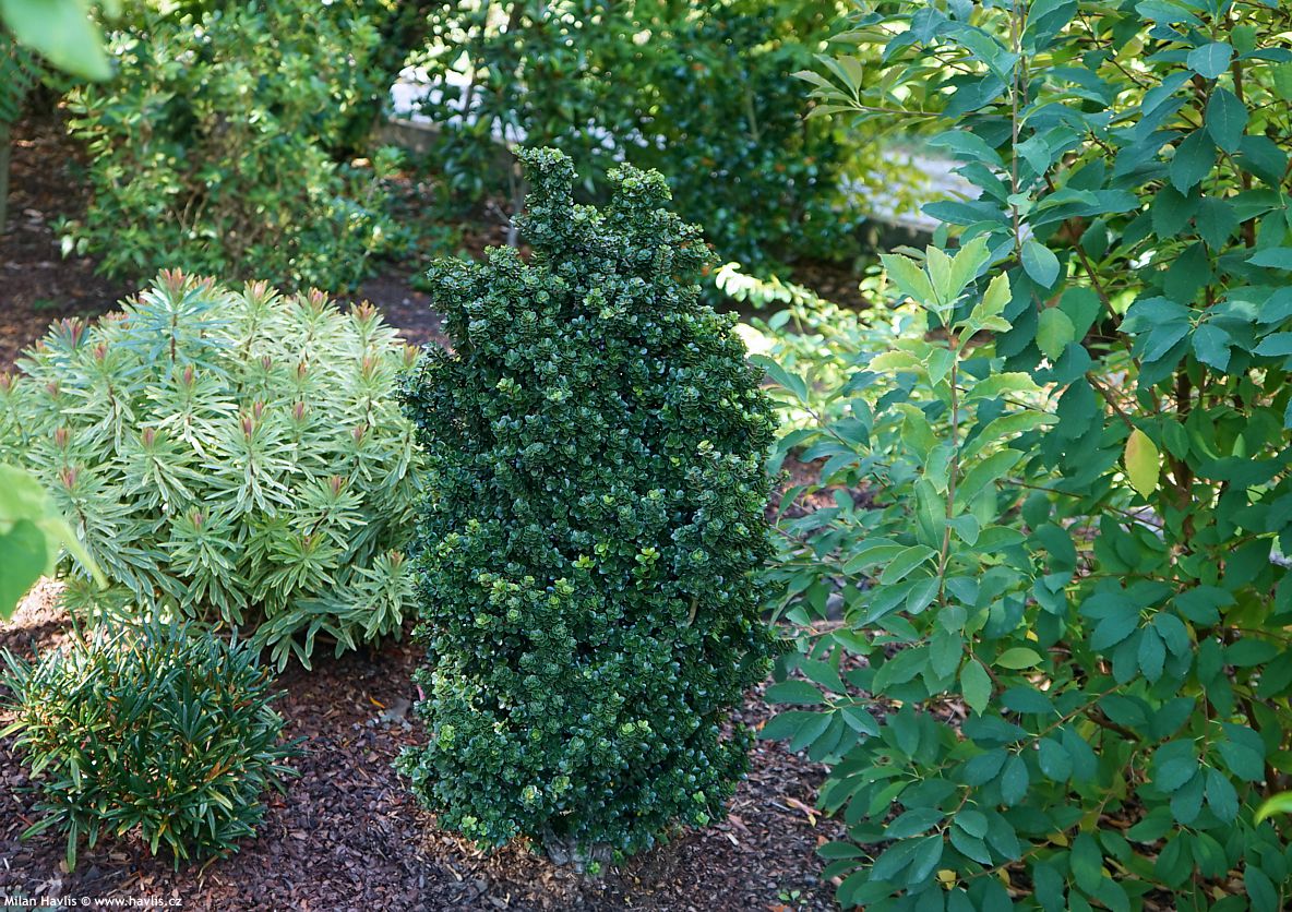 ilex crenata Dwarf Pagoda g