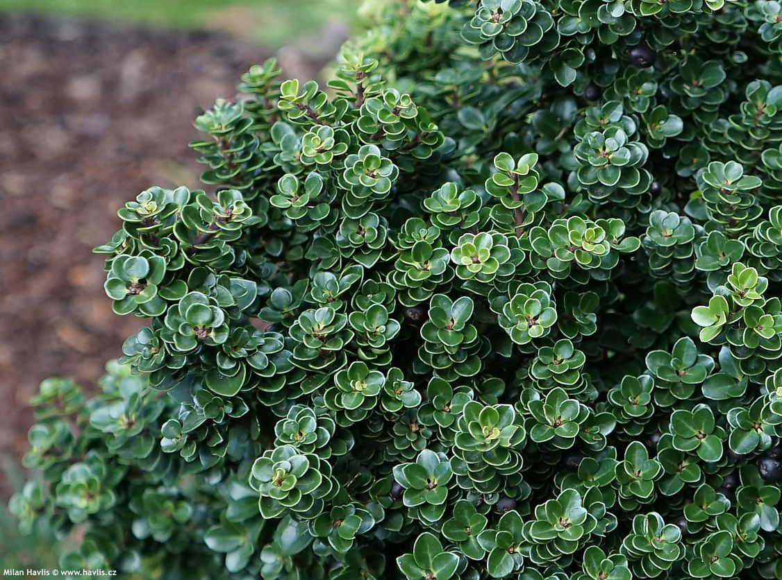 ilex crenata Dwarf Pagoda