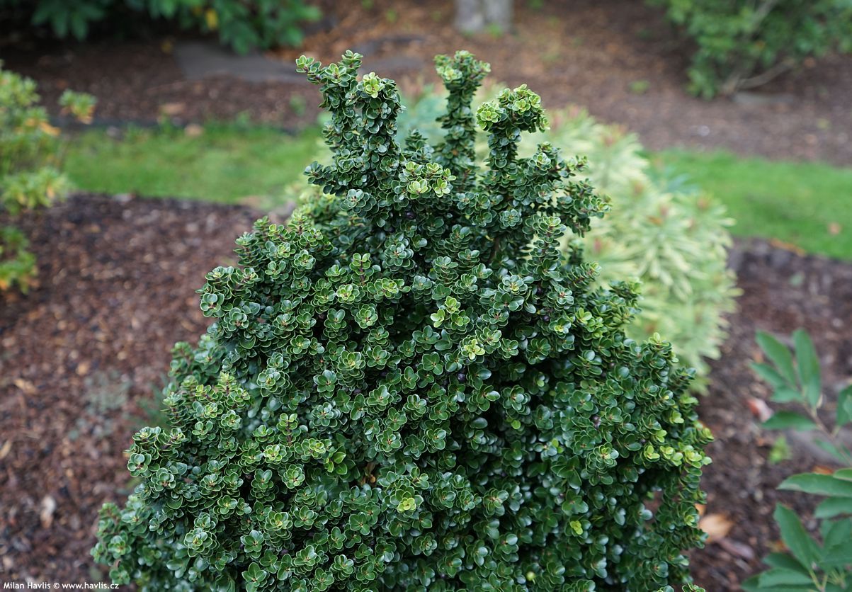 ilex crenata Dwarf Pagoda