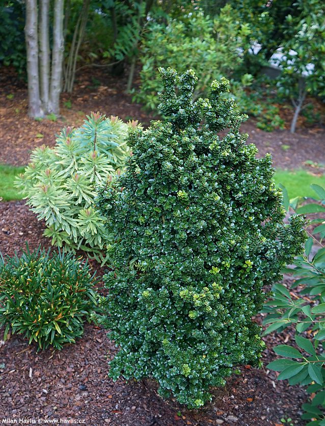 ilex crenata Dwarf Pagoda
