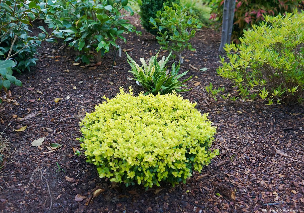 ilex crenata Golden Gem 2026 (3).jpg