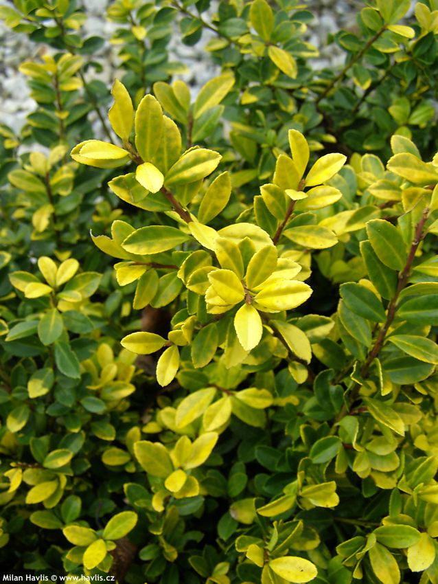 ilex crenata Golden Gem detail naše.jpg