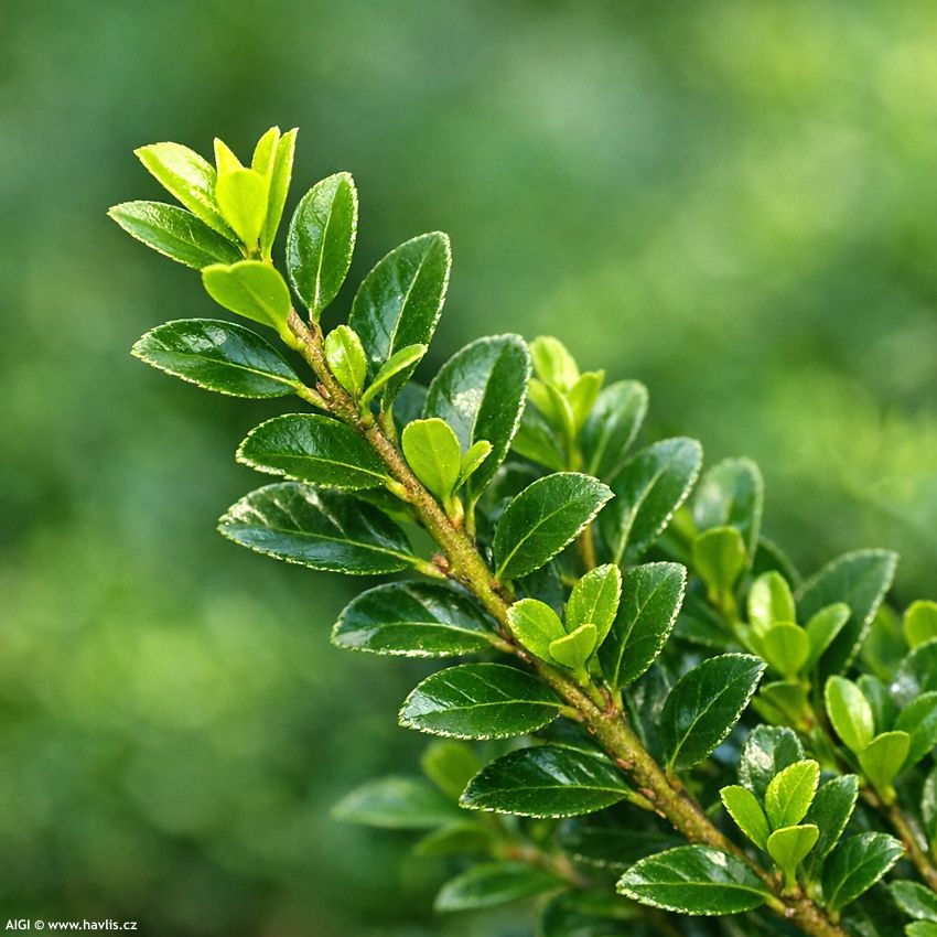 ilex crenata Jenny 2026 AI 3.jpg