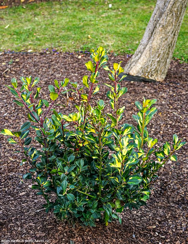 ilex x altaclerensis Ripley Gold