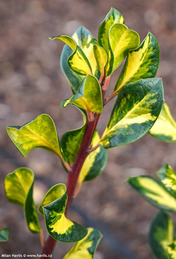 ilex x altaclerensis Ripley Gold