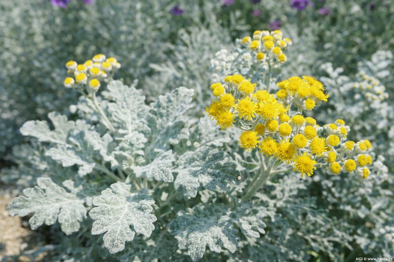 jacobaea maritima 2026 AIGI 3.jpg