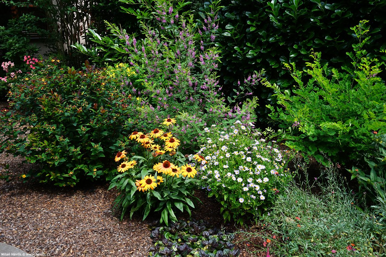 kalimeris incisa Blue Star