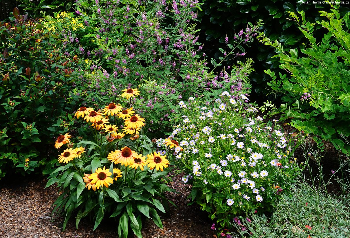 kalimeris incisa Blue Star