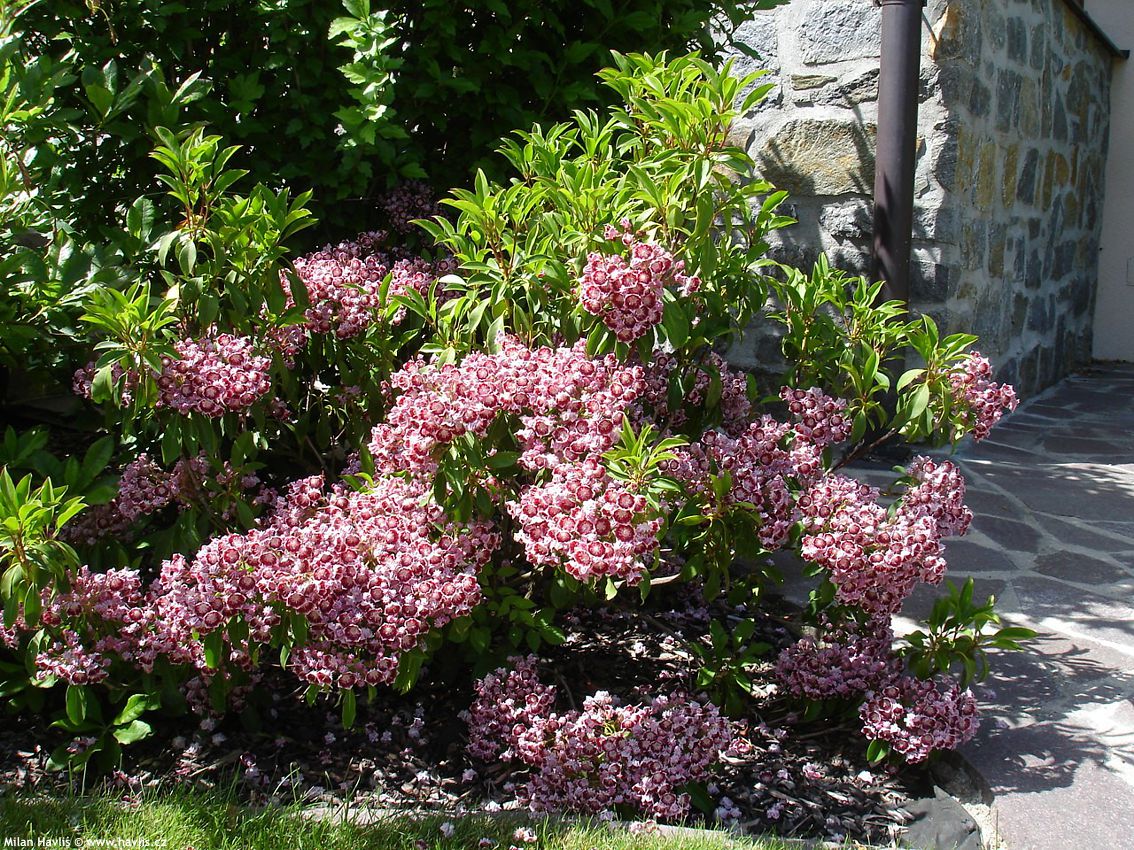 kalmia latifolia Bulls Eye