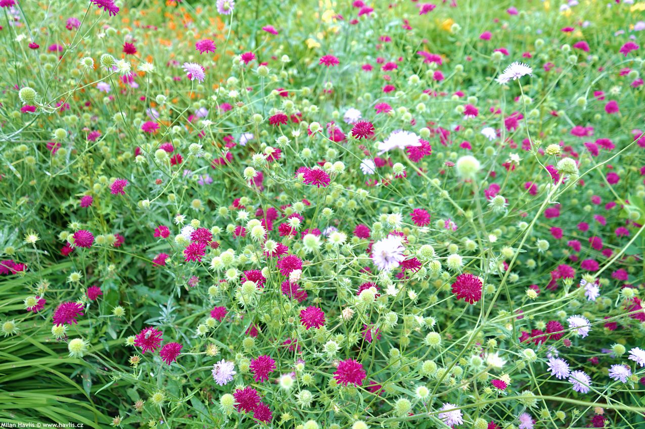 knautia macedonica Melton Pastels 2024 (1).jpg