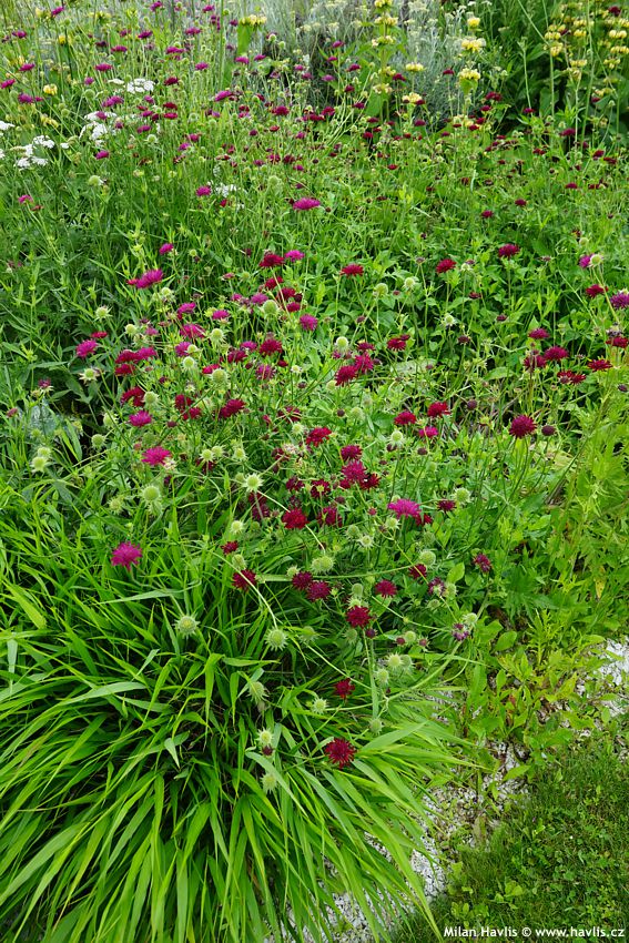 knautia macedonica Melton Pastels 2024 (2).jpg