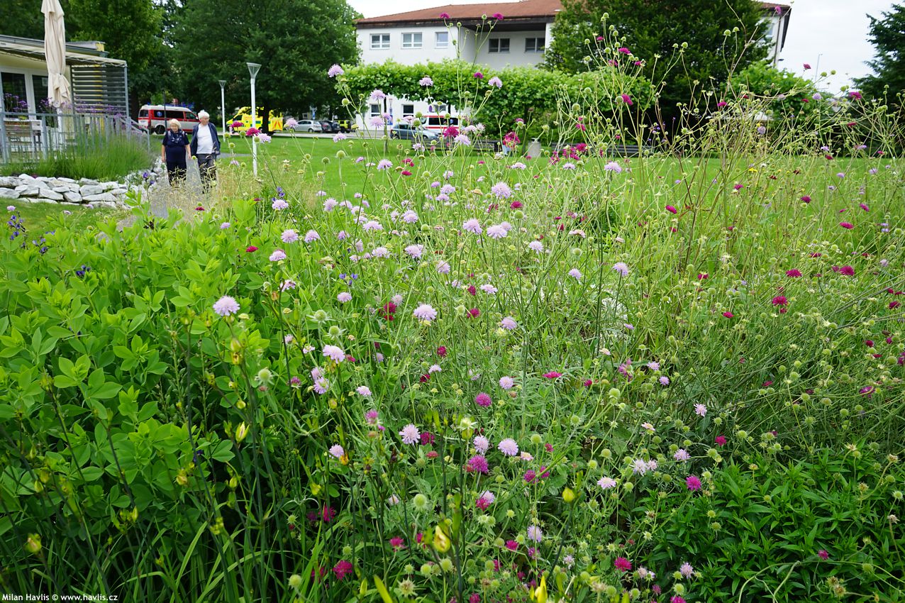 knautia macedonica Melton Pastels 2024 (4).jpg