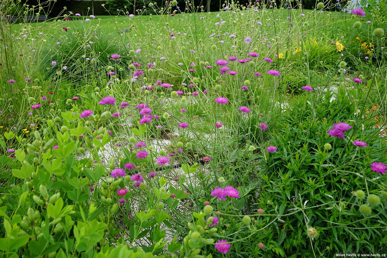 knautia macedonica Melton Pastels 2024 (5).jpg