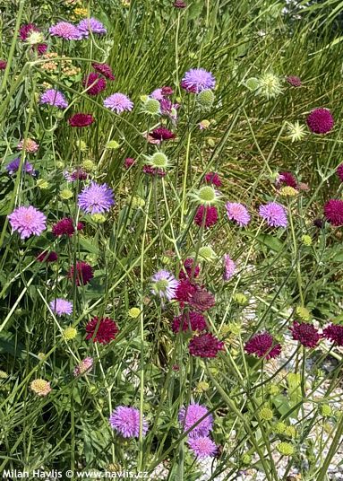 Knautia macedonica 'MELTON PASTELS'