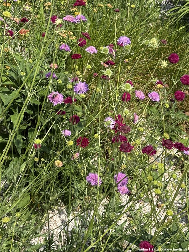 knautia macedonica Melton Pastels 2026 (14).jpg