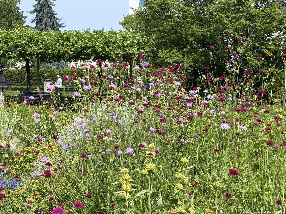 knautia macedonica Melton Pastels 2026 (7).jpg