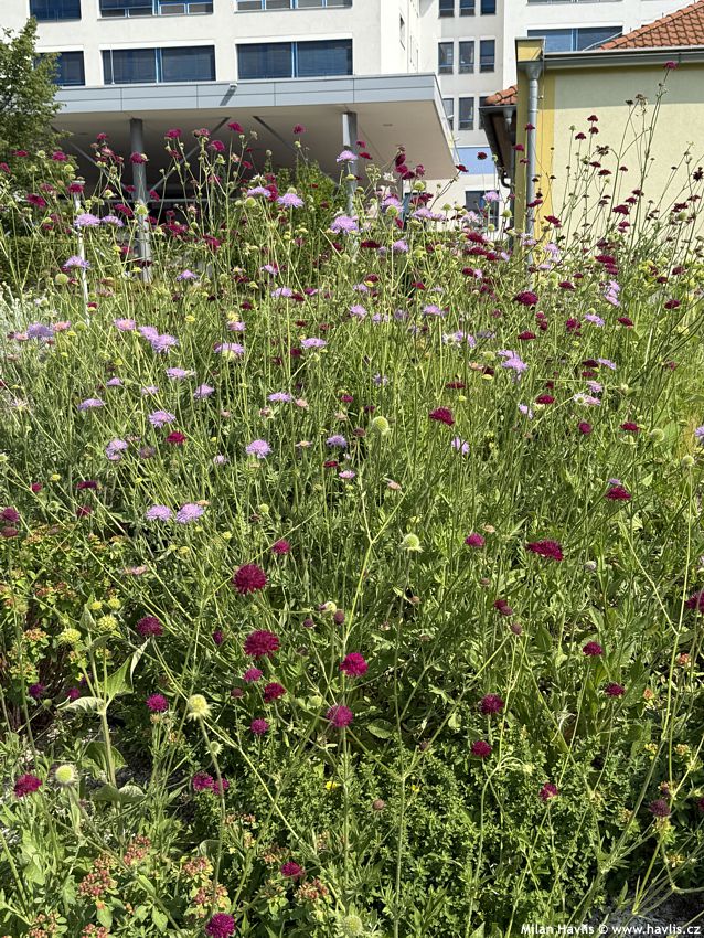knautia macedonica Melton Pastels 2026 (8).jpg
