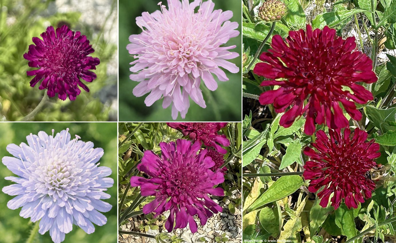 knautia macedonica Melton Pastels 2026 mix.jpg