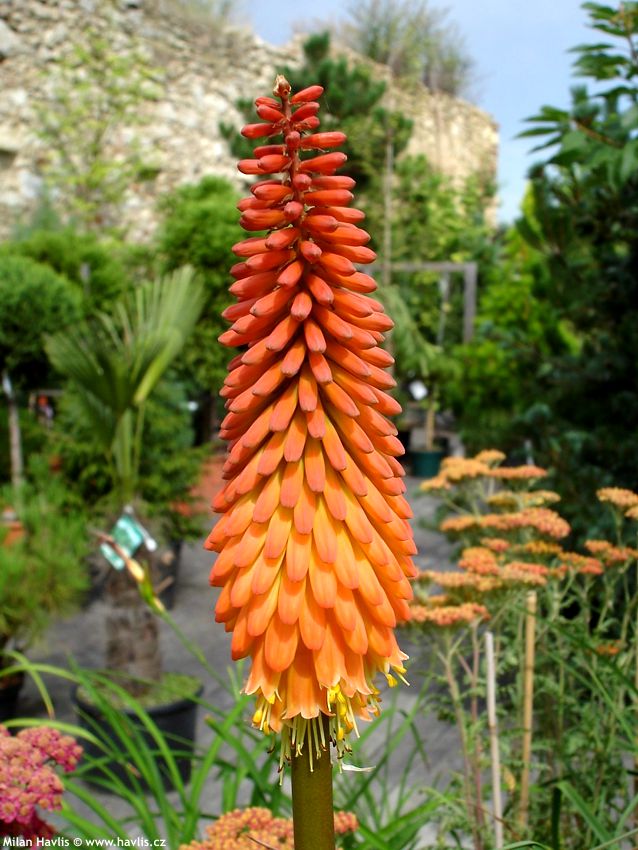 kniphofia Alcazar 2010.jpg