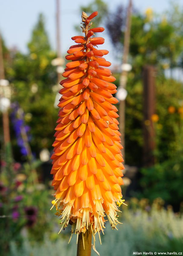 kniphofia Alcazar 2012.jpg